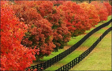 foliage.jpg