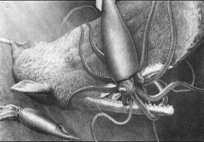giantsquid3.jpg