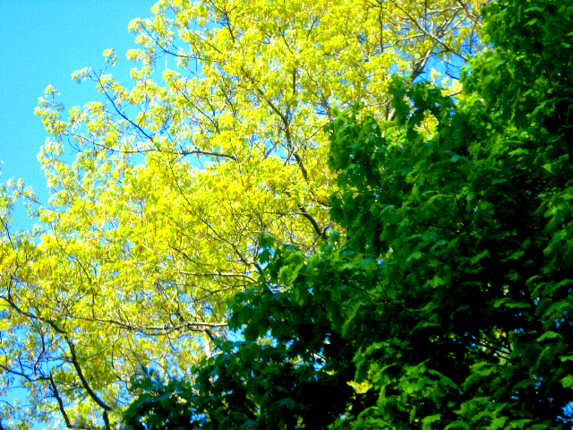 trees.JPG