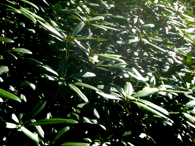 trees2.JPG